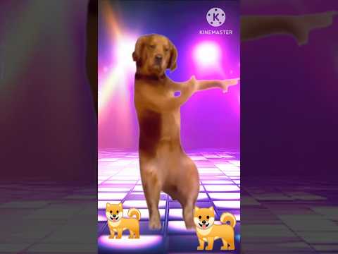 Doggy dance #dog #dogylover #dogdance #dancingdogs #shortsvideo