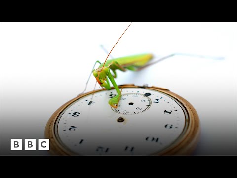 The strange origins of daylight savings | BBC Global