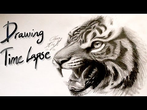 drawing time lapse - tiger