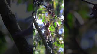 The Safest place on earth #wildlife #monkey #baby #youtubeshorts