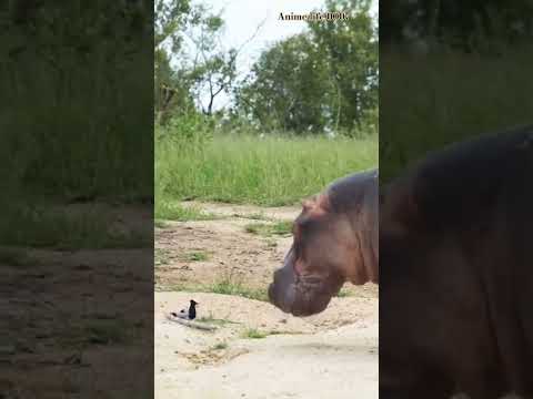 The little birds stood up to the hippo and the hippo admitted defeat.#love #animal #beautiful