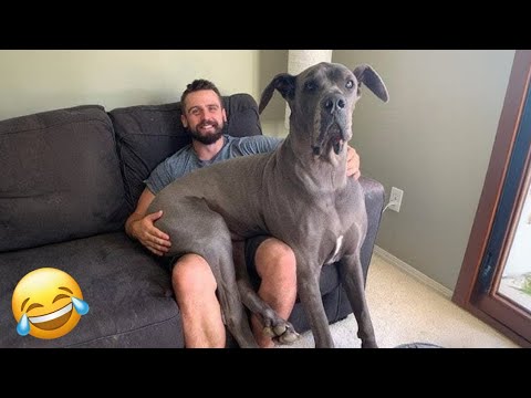 Great Dane Is Still A Big Baby 🐶 FUNNIEST ANIMAL Videos 2024 Will Make You Laugh Out Loud 🤣