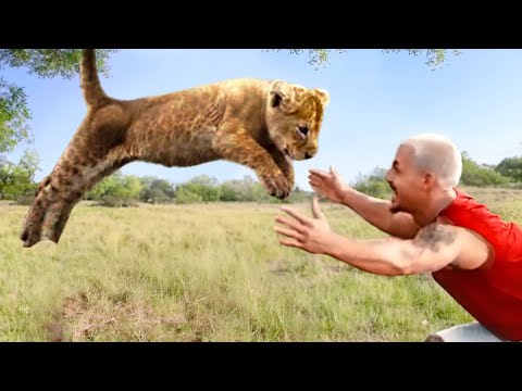 Guy Reunites With Pet Lion After 8 YEARS...