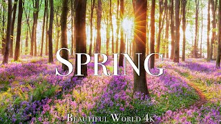 Amazing Colors of Spring 4K Nature Relaxation Film - Relaxing Piano Music - Natural Landscape