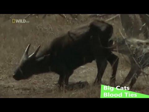 The Timbavati | Blood Ties (Wildlife Documentary)