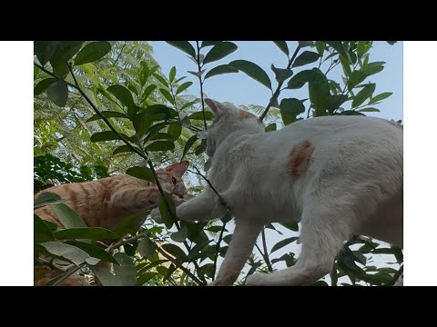 Beautiful kittens |beautiful morning | healthy playful kittens | fluffy cute kittens