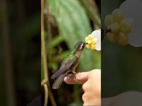 Hand Feeding Hummingbird #shorts