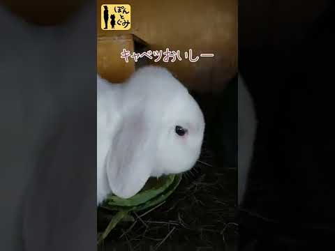 うさぎがご飯を食べるだけの動画