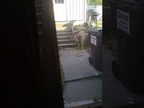 Deer visiting the back door.