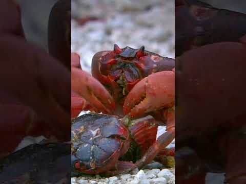 50 million Christmas crabs migrate across Christmas Island every year! #AmazingAnimals #NatGeoKids