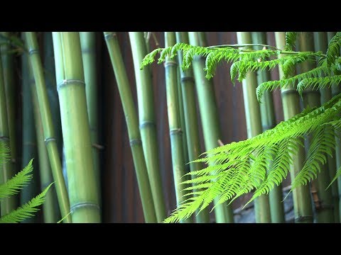 Zen Garden - Bamboo-  Mindfulness, Calming, Relaxation (Nature sounds only...no music)