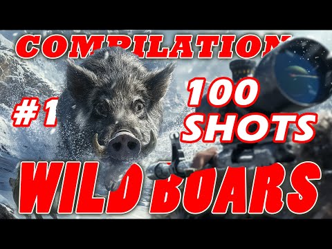 🎯Wild Boar 🐗100 shots compilation 1