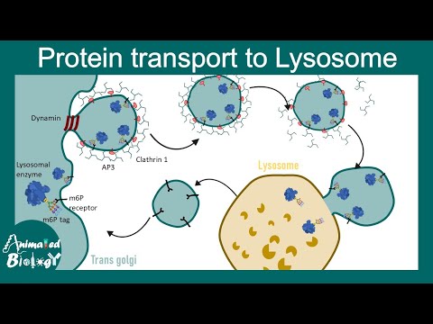 Protein transport to Lysosome | M6P tagged protein transport | Vesicular trafficking