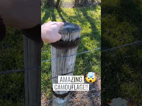 This fence has a secret compartment?? BEST Geocache Camouflage ever!| GeoTrek #shorts