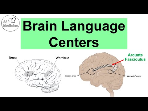 Brain Language Centers: Broca’s Area, Wernicke’s Area, Angular Gyrus & Arcuate Fasciculus