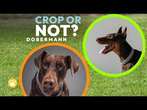 Doberman: Is Ear Cropping Worth It? (Insights and Considerations)