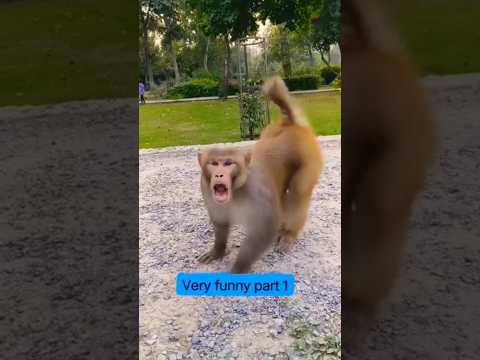 papa💓#cute #funny😆 #baby #remix #cats #catvideos #cat #monkey #fun #monkeys #funnmoment #shortsfeed