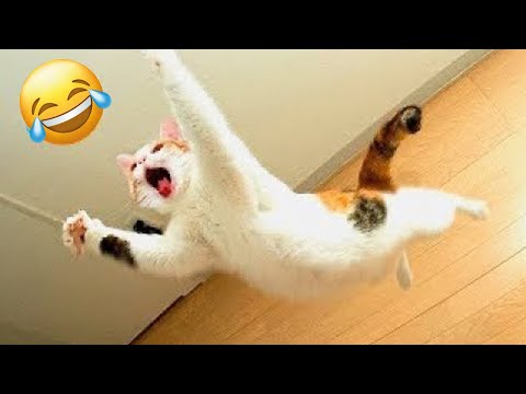 Funniest Cats and Dogs That Will Brighten Your Day! 🐶🐱