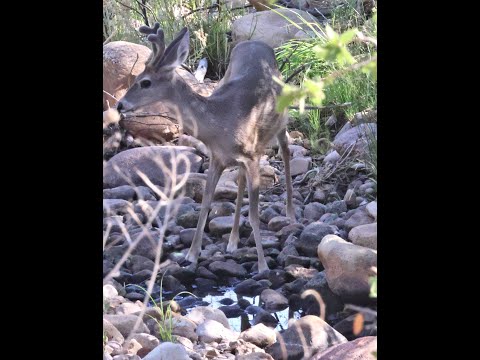 Coues white tail deer in creek for a drink July 13 2024 MP4