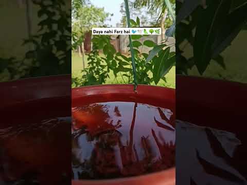 Birds ke liye Pani 🐦🕊️🦜🌳🌿#birdfeeder #kindness#naturelovers #bekind#peaceofmind #nature#kailashkher