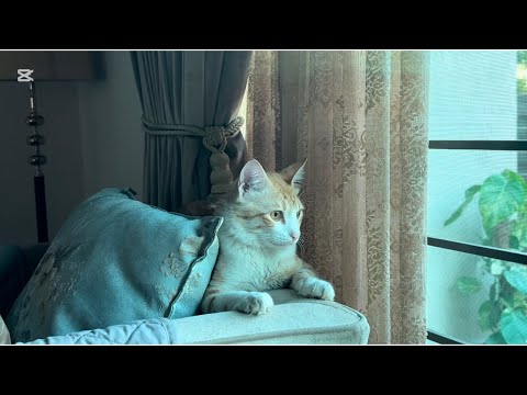 Cat’s sunday… cats relaxing video. Chk how they relax after a busy week 😂 #cat #catvideos #catlover