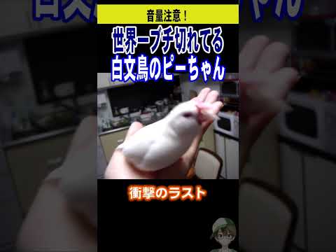 世界一ブチ切れてる白文鳥のピーちゃん