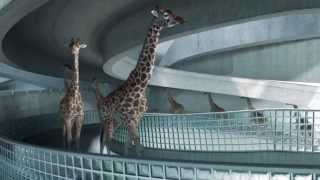 High Diving Giraffes