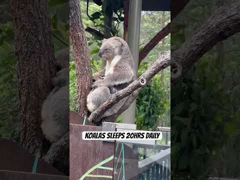 KOALAS AT TARONGA ZOO SIDNEY , AUSTRALIA #australia #australian #sydneyaustralia