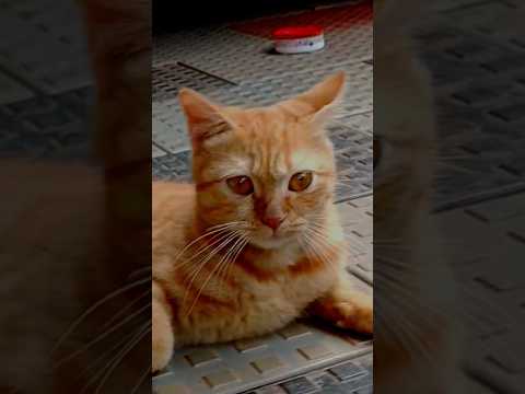 തിരുമ്പി വന്തിട്ടാൻ. Pet Cat Pet Lovers