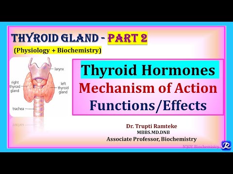 2: Thyroid Hormones: Mechanism of Action and Functions | Thyroid Gland | Physiology+ Biochemistry