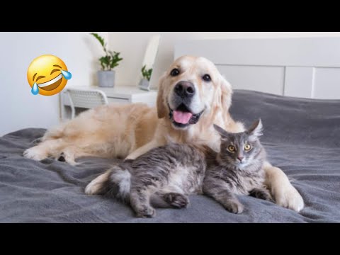 From Silly Cats to Goofy Dogs – Nonstop Laughter!