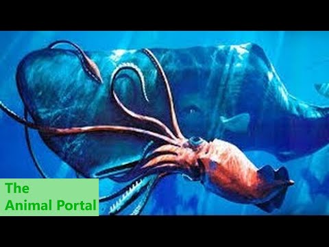 Searching for Giant Squid | Nature Documentary