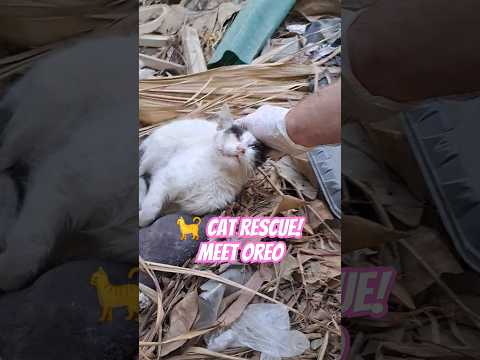 😻Cat Rescue ! #cat #cat #catrescue #egyptiancats #animal #animals #rescuekitty #cats