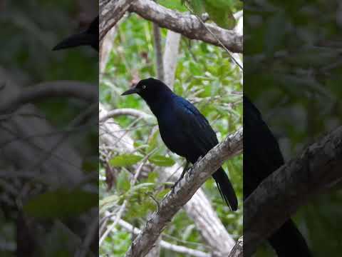 Grackle Calling #shorts  #birds