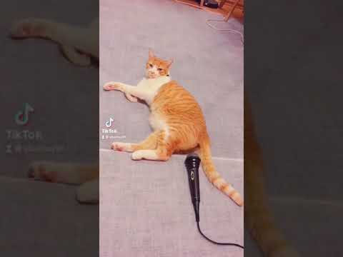 Cat Fart 🐱🤣, Funny videos, #shorts #funny #cats #tiktok #funnyworld