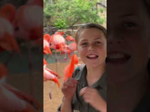 What an adventure - being up close with these cool flamingos! 🦩🙌🏻