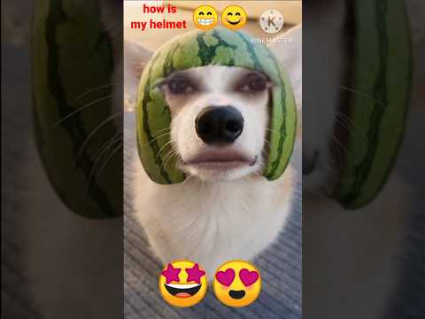 #my #helmet #dog #howil #looking #shortsvideo #viral #funnyanimals #watermelon