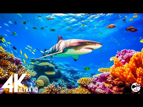 Aquarium 4K VIDEO (ULTRA HD) 🐠 Sea Animals With Relaxing Music - Rare & Colorful Sea Life Video