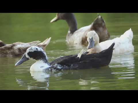 Ducks! 🦆 Surprising Facts and Quacktastic Secrets! 🦆 #DuckFacts #QuackQuack #BirdsOfTheWorld #Pon