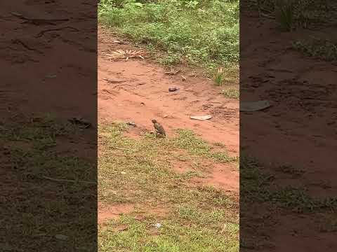 Bird 🦅 eating with its sound