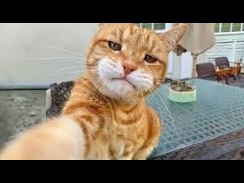 Monthly Animals collective 😂😂😂 | Funny Animals Video