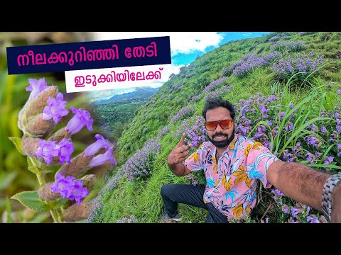 Neelakurinji Blooms - പരുന്തുംപാറയിലെ നീലക്കുറിഞ്ഞി കാഴ്ചകൾ 🦋🦋 Idukki district - 2024 Season