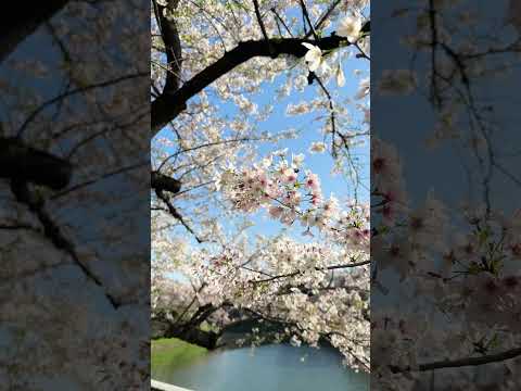 Cherry blossoms in Tokyo 🌸 #sakura #tokyo #shorts