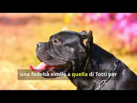 Incontra il Cane Corso il potente e leale Mastino Italiano!