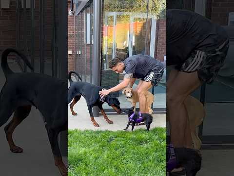 Golden Retriever Meets 2 Terrified Rescue Puppies