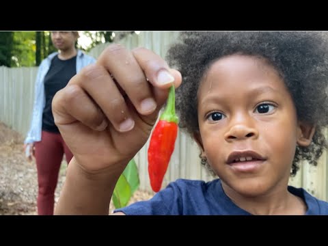 Bodhi the Toddler Gardener Growing Peppers 🌶️ & Pumpkins 🎃 at 4 years old