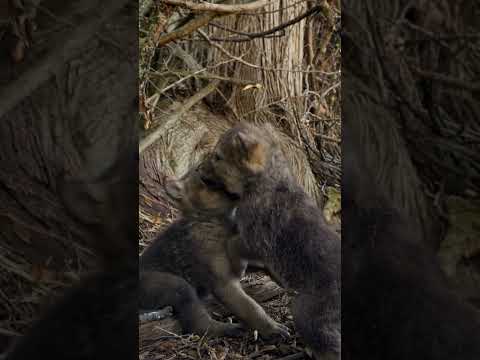 These baby wolves own the night! 🐺 #Wolves #BabyAnimals #NatGeoKids