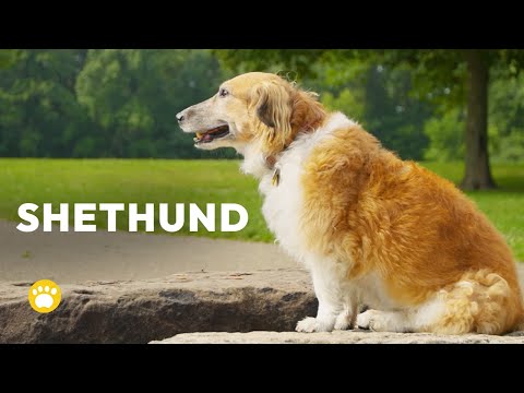 Dachshund-Sheltie Mix ("Shethund") Dog Facts