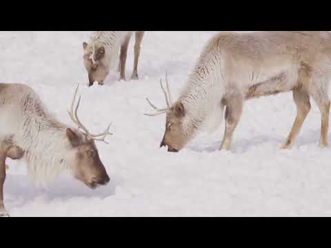 Reindeer! More Than Just Christmas Icons! #ReindeerFacts 🦌 #AmazingAnimals #FunFacts