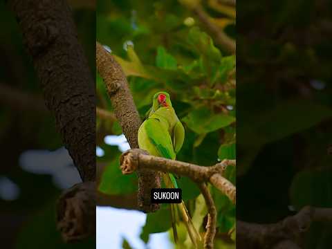 NICE VIEW OF LOVE WITH PARROT 🦜🦜#paroot #naturephotography #naturesounds #naturelovers #natu#shorts